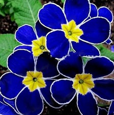 100pcs Rare Blue Evening Primrose Seeds Easy to Plant Garden Decor Flower 