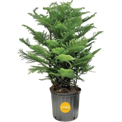 Árbol de Navidad vivo interior isla Norfolk pino 3-4 pies planta de casa de vacaciones Foto 1 de 4