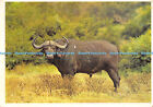 D019038 Buffalo Bull. South Africa. Protea Colour Prints. Fineline
