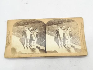 ANTIQUE STEREOVIEW PHOTO DONKEY MULES STREET SCENE FARM ANIMALS 1890 C BRESSTADT - Picture 1 of 9