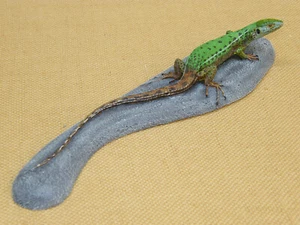 Smaragdeidechse NEU  Eidechse Abguß Lehrmittel Reptilien Taxidermy Tierpräparat - Bild 1 von 2