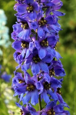 50 Blue Bird Delphinium Seeds Perennial Seed Flowers Perennial US SELLER - Image 1 of 4