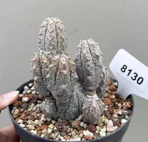 LiveSucculent Plant Euphorbia Abdelkuri Wysiwyg WYSIWYG Self rooted - Picture 1 of 1