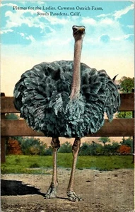 Vtg Postcard Plumes for the Ladies Cawston Ostrich Farm South Pasadena CA Unused - Picture 1 of 2