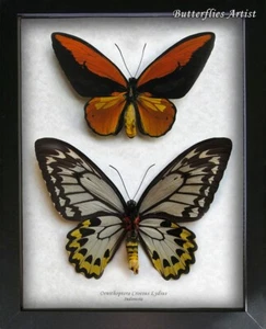 Giant Birdwing Ornithoptera Croesus Lydius Pair Butterflies Entomology Shadowbox - Picture 1 of 9