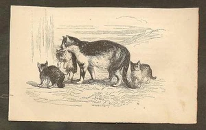 VINTAGE ILLUSTRATION - ROBINSON CRUSOE - CRUSOE'S CATS - Picture 1 of 1