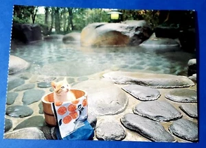 Postcard Kitten in Bucket by Volcanic Hot Springs Japan Atsuki Sumida 6.5"x4.75" - Picture 1 of 2