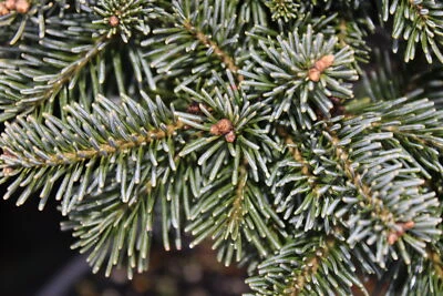 Abies lasiocarpa 'Green Globe' - Subalpine Fir *Live Plant - Image 1 of 4