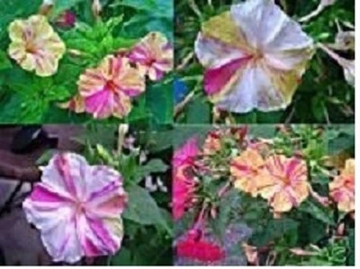 Wunderblume - 20 Samen - Bild 1 von 4