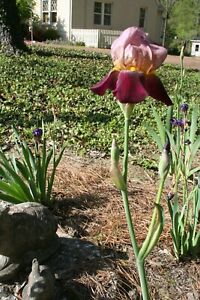 Iris bulbs, rhizomes, 5 Indian Chief tall, magenta/pink, fresh and healthy