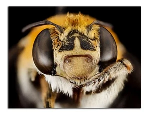 MACRO BEE CLOSE UP Photo Fine Print (Borderless) Poster 19x13 inch - Bild 1 von 2