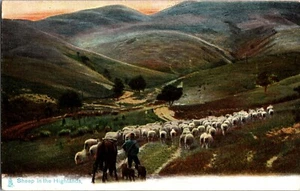 Cartolina pecore nelle Highlands Raphael Tuck n. 1415 vita animale gregge di pecore - Foto 1 di 2