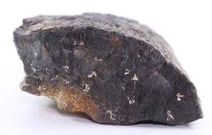 Camarasaurus Sauropod Femur Pc. 6.5" 5+lbs Bone Cabin Quarry Wyoming WY COA 6025 - Picture 1 of 12