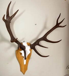 Schönes 12ender Rothirschgeweih Red Deer Trophy - Bild 1 von 3