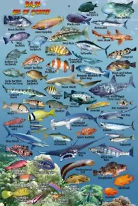 Baja Pacific Coast & Sea of Cortez Waterproof Fish Identification Card 4" x 6" - Picture 1 of 2
