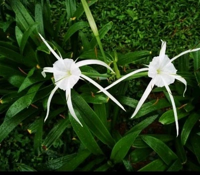 White Spider Lily 2"-4" Lily Bulb (Perennial) 3 Bulbs. - Image 1 of 2