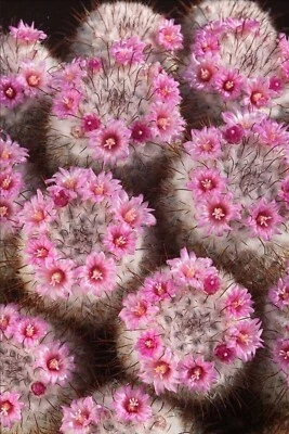 Mammillaria bombycina (20 Seeds) - Image 1 of 4