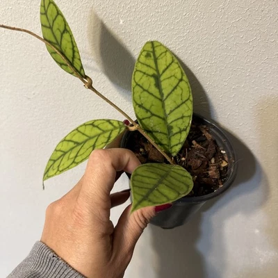 Hoya Callistrophylla “B”- Exact Plant - Shipping Guarantee - Image 1 of 4