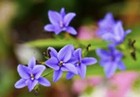 Blue Corn Lily, Aristea Ecklonii, Blue Flies - 30 Seeds 2023 - USA seller