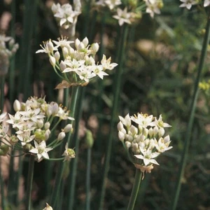 Garlic Chive Seeds - 100 Fresh Herb Seeds Grow Plant Indoors Outdoors Garden UK - Picture 1 of 3