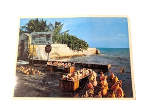 Carte postale ancienne Key West Florida FLA. Coquillages point le plus méridional palmiers océaniques - Photo 1/5