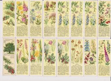 12 x Ty-phoo 2nd. Series of Wild Flowers in their Families Tea Cards