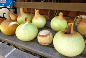 1000 Walla Walla Onion Seeds LARGE Sweet BIG Juicy Onions Vegetable Seeds Rare - Picture 1 of 3