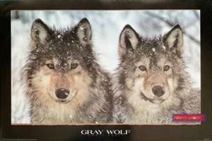 Gray Wolf Vintage 1994 Photography Poster 24 x 36 - Picture 1 of 5