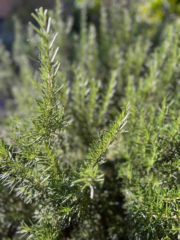 6 Organic Rosemary Herb Cuttings Live Plants Sprigs, 5 Inch, Fresh, Cut to Order - Image 1 of 1