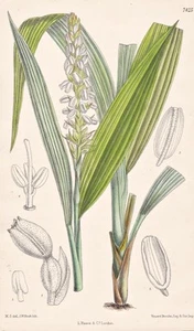 Neuwiedia Griffithii Malacca Botany Flower Botany Lithograph Curtis 7425 - Picture 1 of 1