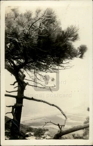 RPPC San Diego, CA Torrey Pine Tree on Bluff 1922 Echtfoto Postkarte Kalifornien - Bild 1 von 5