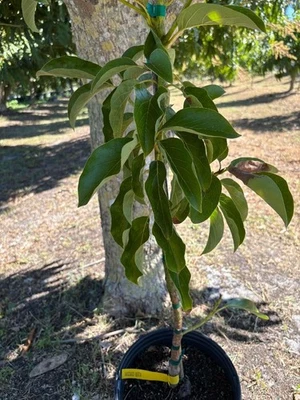 ÁRBOL DE AGUACATE BETA INJERTADO/B tipo floración (PERSEA AMERICANA) MACETA DE 1 GALÓN Foto 1 de 4
