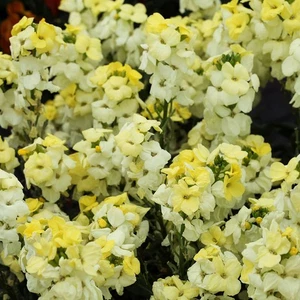 Wallflower 'Sugar Rush Primrose' 7cm Plant x 3. Perennial fragrant yellow flower - Picture 1 of 2
