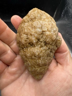 Fossilized Indiana Geode Clear Quartz Crystal Gastropod Conch Shell 1,410 Carats - Image 1 of 4