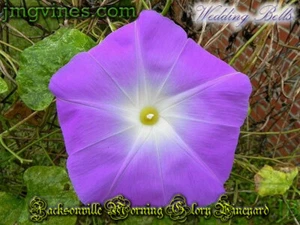 Wedding Bells Ipomoea Tricolor Morning Glory 6 Qty - Picture 1 of 6