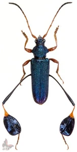 Phyllocnema xanthopelma, A1,14-15 mm, UNMOUNTED beetle - Picture 1 of 1