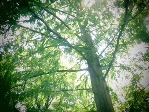 BABY Dawn Redwood Tree - Metasequoia -Starter Plant Great new crop READY To SHIP - Picture 1 of 8