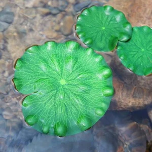 Artificial Realistic Lily Pads Floating Scenery Lotus Pods for Pool Decoratio... - Picture 1 of 9