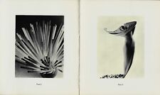 "Collecting Light: Photographs Ruth Bernhard" Untitled 20 Friends of Photography