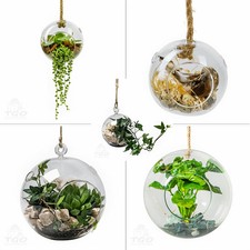 Pflanzen Glaskugel Gunstig Kaufen Ebay
