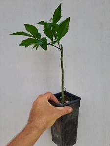 Grafted Citrus inodora 'Russell River Lime' Tree - Picture 1 of 2