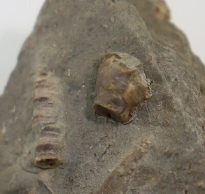 Crinoide, Stortingocrinus fritillus, Devon, Givet, Ahütte, Eifel, GER -k512 - Bild 1 von 4