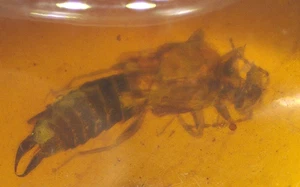 Beautiful Earwig in Burmite Burmese Amber Fossil from Dinosaur Age - Picture 1 of 10