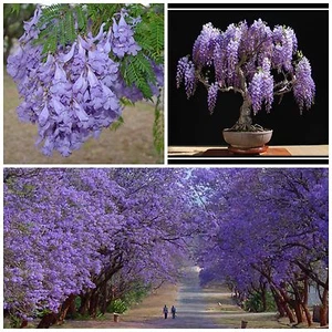 10 semi di Jacaranda mimosifolia , jacaranda , caroba - Bild 1 von 1