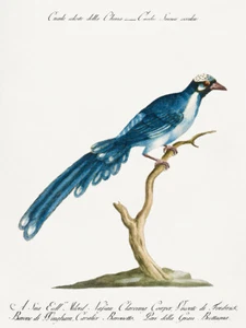 Cuco, Cucule celeste della China por Saverio Manetti impresión giclee envío gratis - Imagen 1 de 3