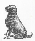 Flat Coated Retriever #2 - CUSTOM MATTED - 1963 Vintage Dog Art Print 0507 CLD