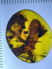 HUGE Leaf Botanical Leaves, Pristine Fossil In Genuine Burmite Amber 98myo