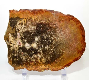 870g Brown Black Petrified Wood Slab Natural Fossilized Tree Mineral - Idonesia - Picture 1 of 4