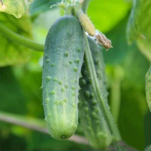 25+ Boston Pickling CUCUMBER SEEDS - HEIRLOOM. - Picture 1 of 1