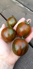 Black Brown Boar Tomato 35+ Seeds Buy3get1Free